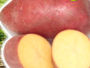 Pflanzkartoffeln Rosara 5 kg, rotschalig, sehr früh, vorwiegend festkochend