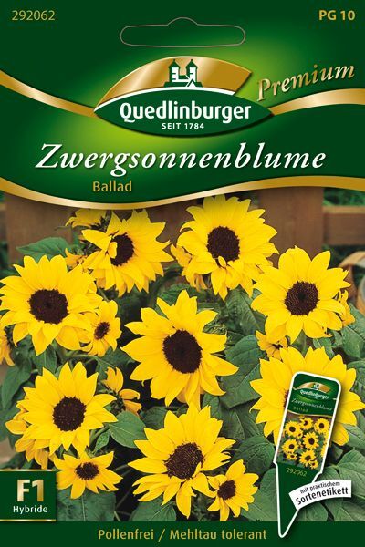 Zwergsonnenblume Ballad