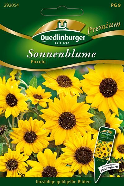 Sonnenblume Piccolo