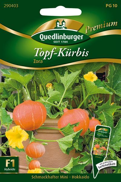 Topf-Kürbis Zora