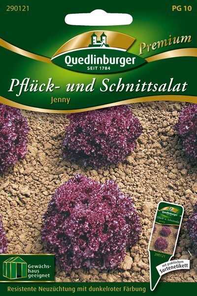 Pflück- und Schnittsalat Jenny
