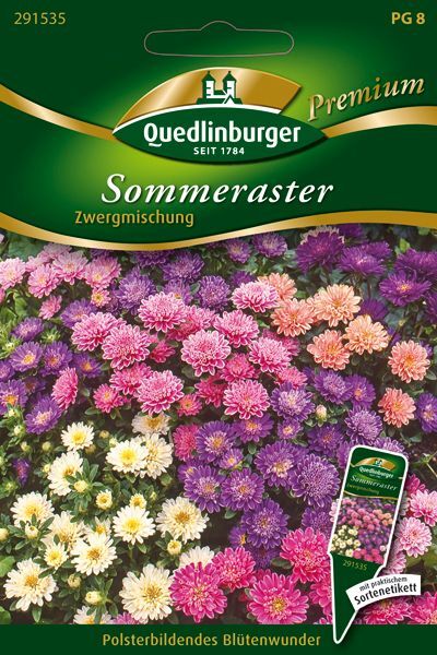 Sommeraster Zwergmischung