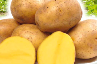 Pflanzkartoffeln Gala 5 kg, gelb, früh, vorwiegend fest