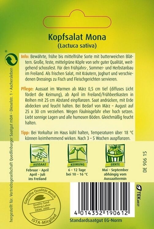 Kopfsalat Mona