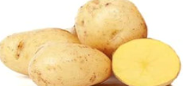 Pflanzkartoffeln Princess 5 kg, gelb, früh, vorwiegend fest