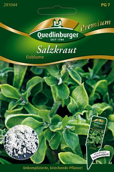 Salzkraut Eisblume