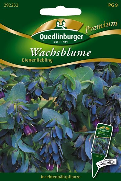 Wachsblume Bienenliebling