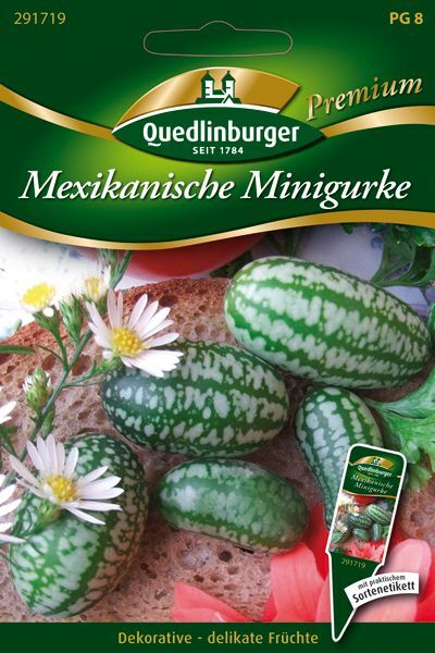 Mexikanische Minigurke