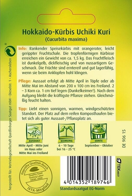 Hokkaido-Kürbis Uchiki Kuri
